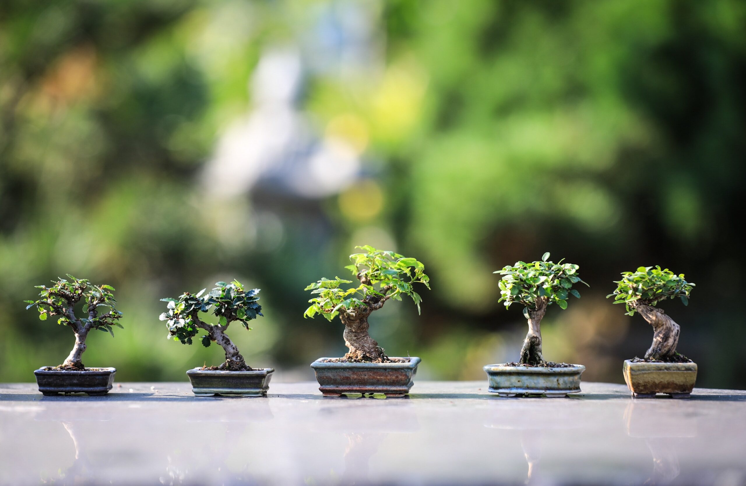 Plantons Pour L’avenir Lors De La Journée De L’arbre Le Samedi 18 Mai 