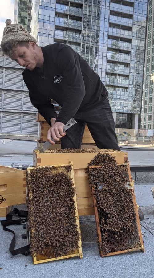 Assistez à l'inspection de notre ruche et apprenez-en davantage